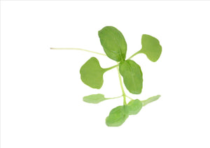 Micro Basil Green (Pnt 25G) - Osolocal2U