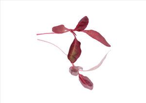 Micro Amaranthe Red (Pnt 25G) - Osolocal2U
