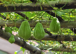 Chayote/Chow Chow (Each)