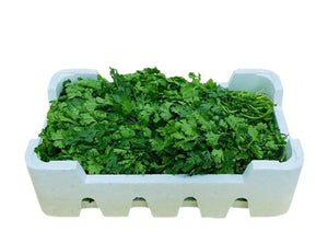 Coriander Large Loose (20 Bunch, 3Kg)