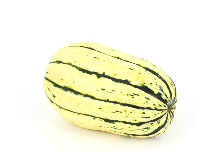 Delicata Squash (Each)