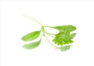 Micro Coriander (Pnt 25G) - Osolocal2U