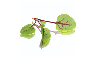 Micro Red Vein Sorrel (Pnt 30G) - Osolocal2U