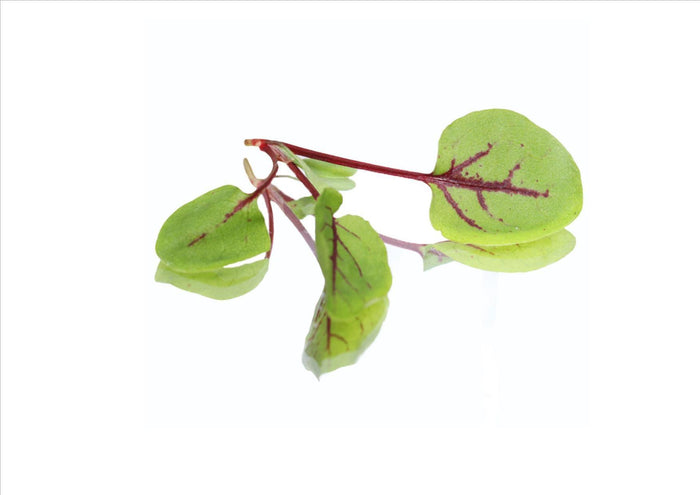 Micro Red Vein Sorrel (Pnt 30G)