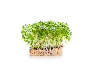 Salad Cress (Punnet) - Osolocal2U