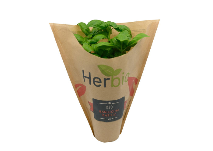 Potted Basil (Box 6) (Pre-Order)