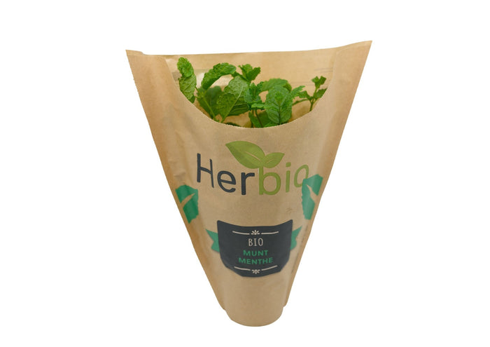 Potted Mint (Box 6) (Pre-Order)