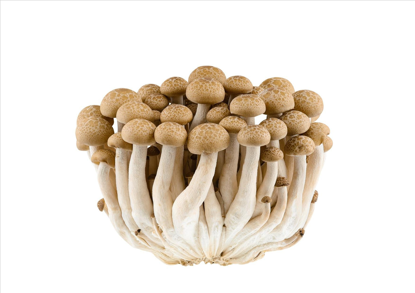 What Are Shimeji (Beech) Mushrooms