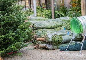 Christmas Tree - Premium Nordmann Fir (Various Sizes - 3ft - 10ft)